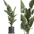 indoor plant 068 - Thumbnail 3