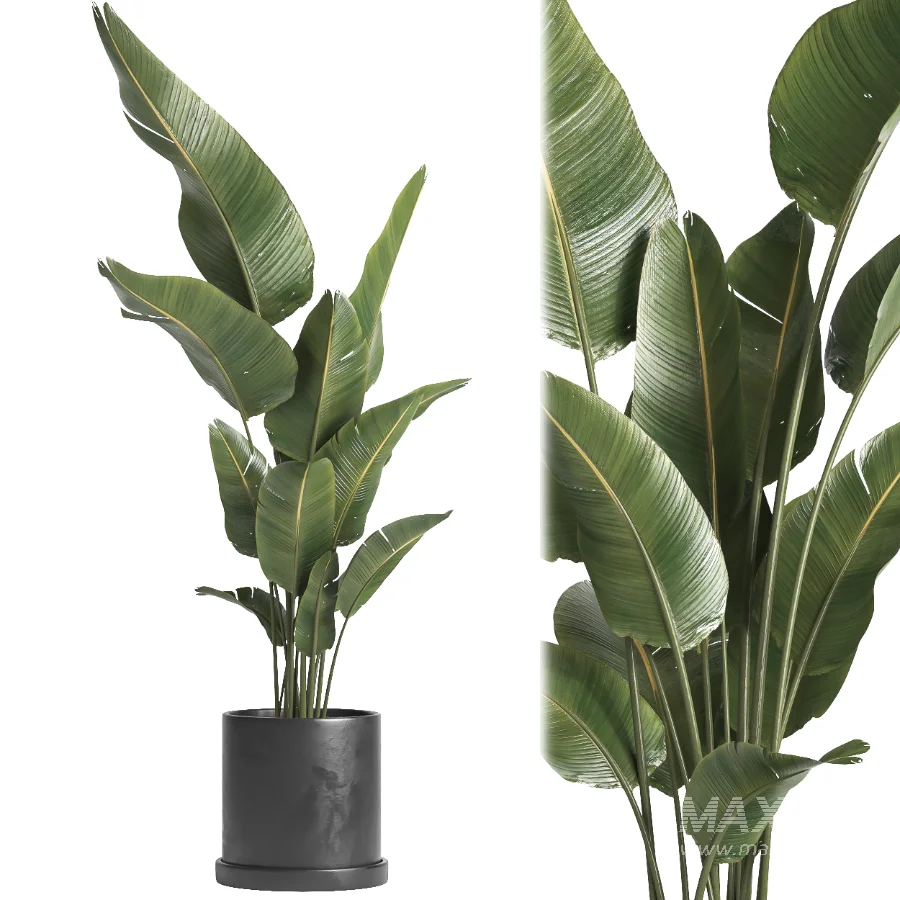 indoor plant 068 - Image 3
