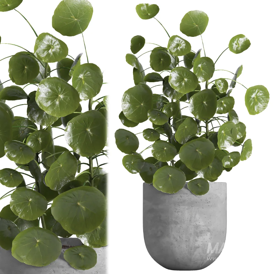indoor plant 066 - Image 5