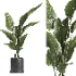 indoor plant 068 - Thumbnail 4