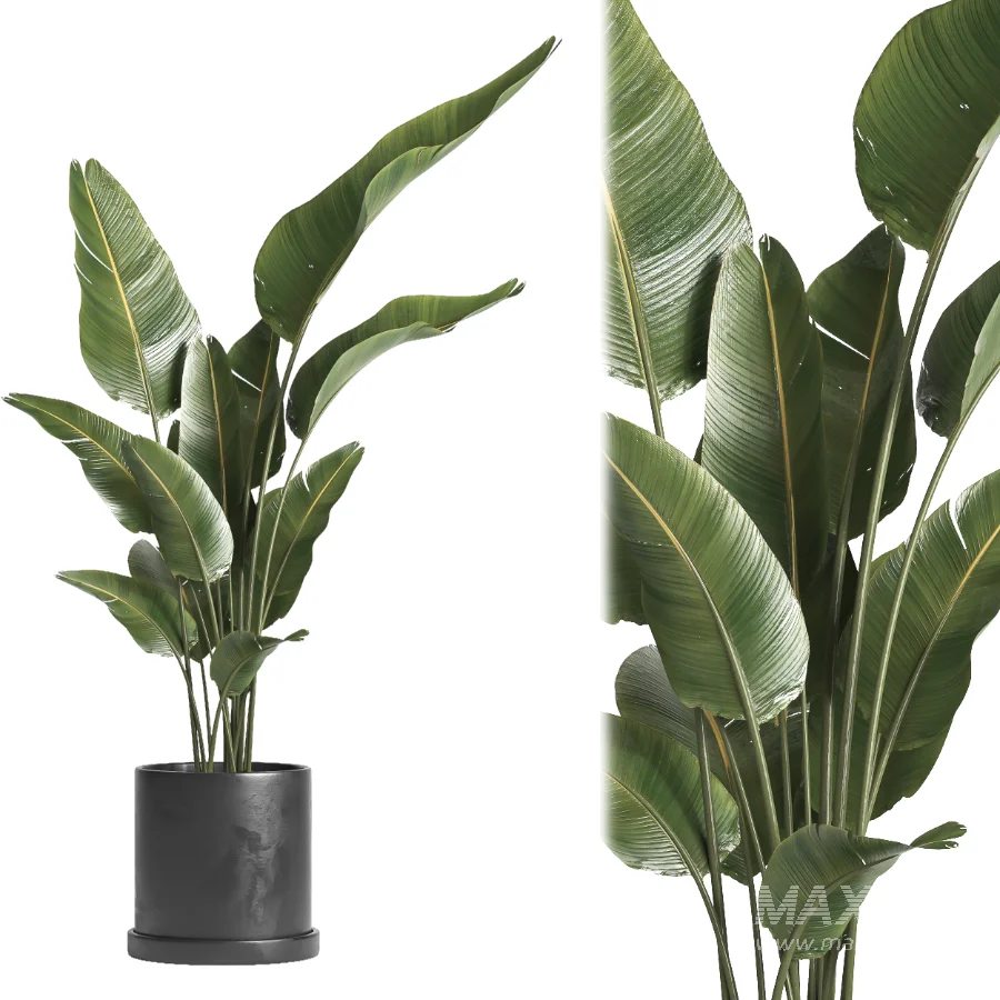 indoor plant 068 - Image 4