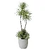 AV Indoor Plants Set 482 Peace Lily Banana Olive Yucca Orange - Thumbnail 1