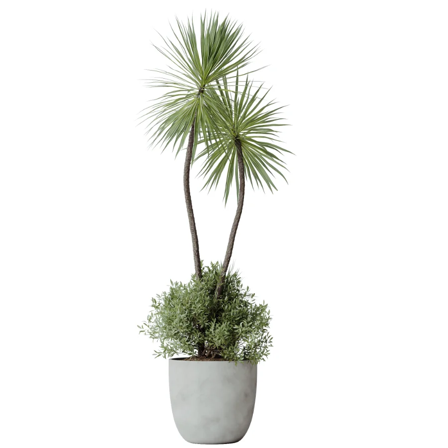 AV Indoor Plants Set 482 Peace Lily Banana Olive Yucca Orange - Image 1