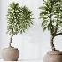 AV Indoor Plants Set 477 Elegant Monstera and Peace Lily and Chemlali Olive and Euphorbia Drupifera and Cat Reed Palm - Thumbnail 4