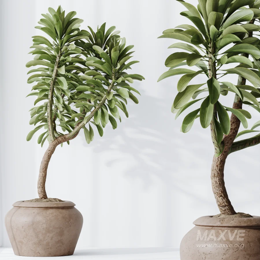 AV Indoor Plants Set 477 Elegant Monstera and Peace Lily and Chemlali Olive and Euphorbia Drupifera and Cat Reed Palm - Image 4