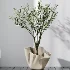 AV Indoor Plants Set 487 Lady Palm and Olive Tree and Snake Sansevieria - Thumbnail 6