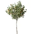 AV Indoor Plants Set 488 Olive Eucalyptus and Lady Palm and Giant Monstera and Orange Calamondin Tree - Thumbnail 2