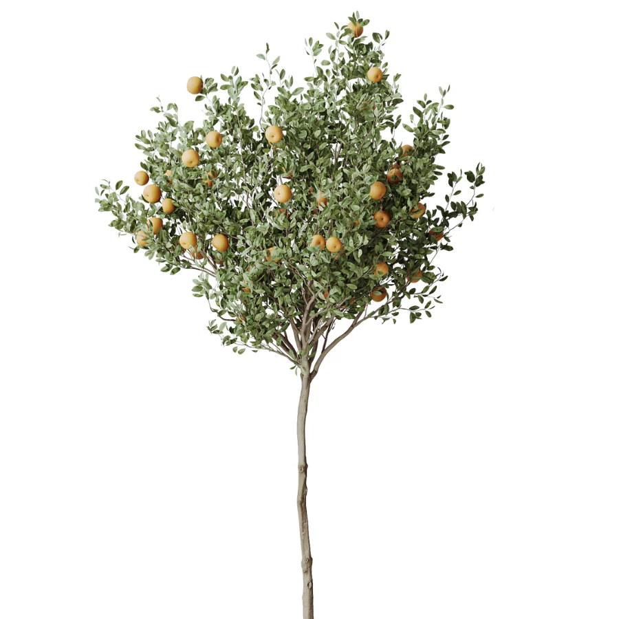 AV Indoor Plants Set 488 Olive Eucalyptus and Lady Palm and Giant Monstera and Orange Calamondin Tree - Image 2