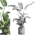 indoor plant 064 - Thumbnail 5