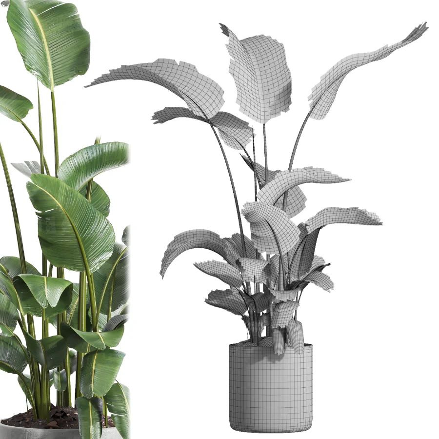 indoor plant 064 - Image 5