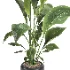 indoor plant 050 - Thumbnail 3