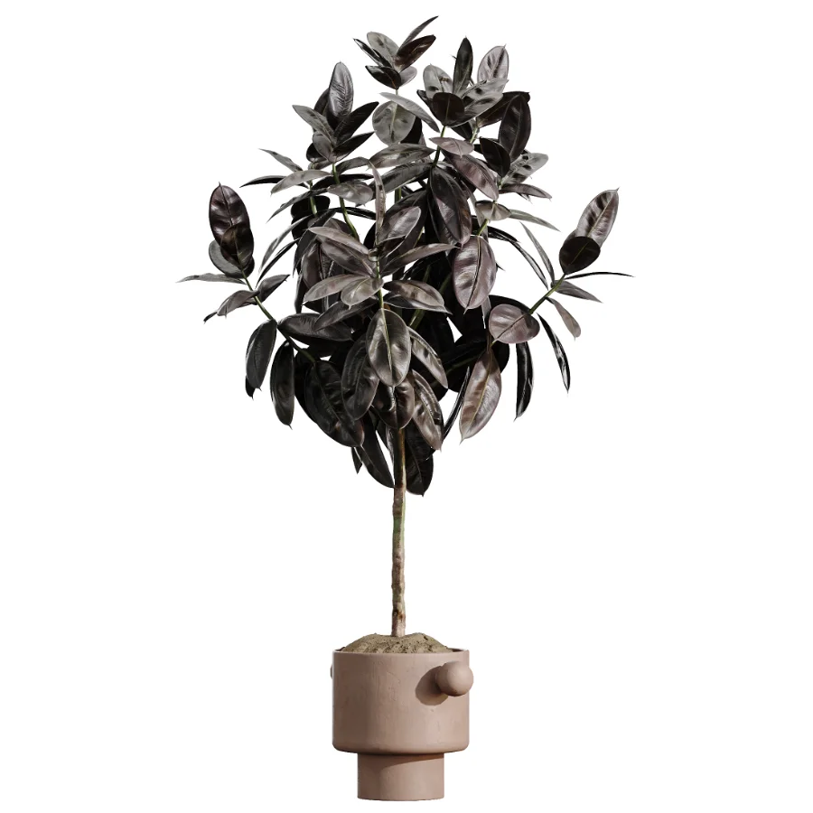 AV Indoor Plants Set 486 Rubber Ficus Elastica Abidjan Melany - Image 3
