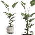 Nicolai set – indoor plant 75 - Thumbnail 3