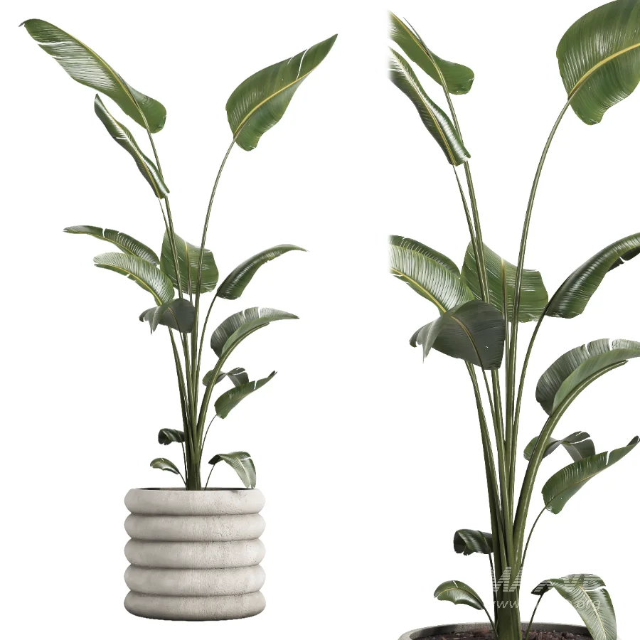 Nicolai set – indoor plant 75 - Image 3