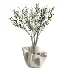 AV Indoor Plants Set 487 Lady Palm and Olive Tree and Snake Sansevieria - Thumbnail 2