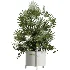 AV Indoor Plants Set 487 Lady Palm and Olive Tree and Snake Sansevieria - Thumbnail 1