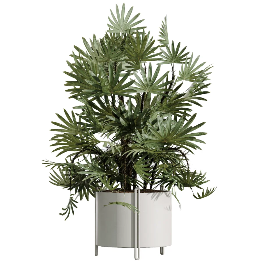 AV Indoor Plants Set 487 Lady Palm and Olive Tree and Snake Sansevieria - Image 1