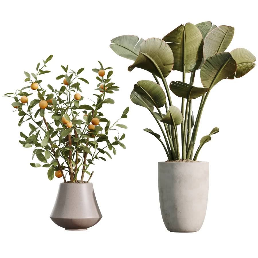 AV Indoor Plants Set 482 Peace Lily Banana Olive Yucca Orange - Image 4