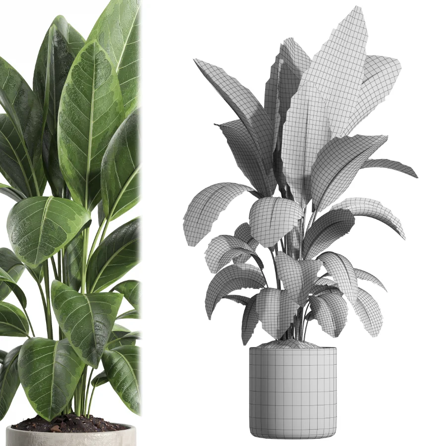 indoor plant 063 - Image 5