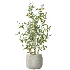 AV Indoor Plants Set 483 Zamiifolia Olive ParadiseBird Orange Tree - Thumbnail 5