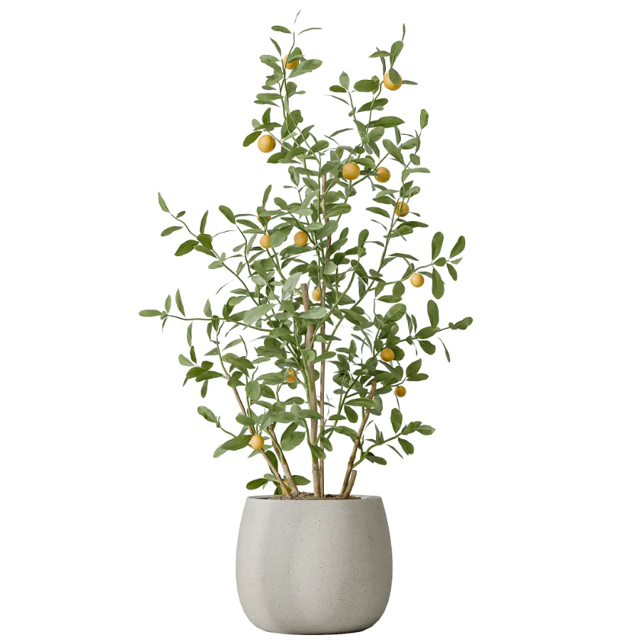 AV Indoor Plants Set 483 Zamiifolia Olive ParadiseBird Orange Tree - Image 5