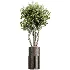 AV Indoor Plants Set 488 Olive Eucalyptus and Lady Palm and Giant Monstera and Orange Calamondin Tree - Thumbnail 4