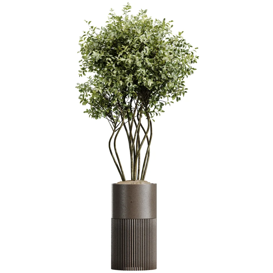 AV Indoor Plants Set 488 Olive Eucalyptus and Lady Palm and Giant Monstera and Orange Calamondin Tree - Image 4