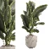 indoor plant 048 - Thumbnail 2