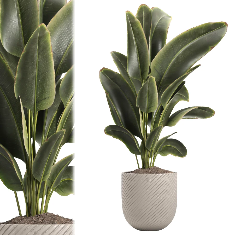 indoor plant 048 - Image 2