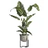 indoor plant 078 - Thumbnail 1