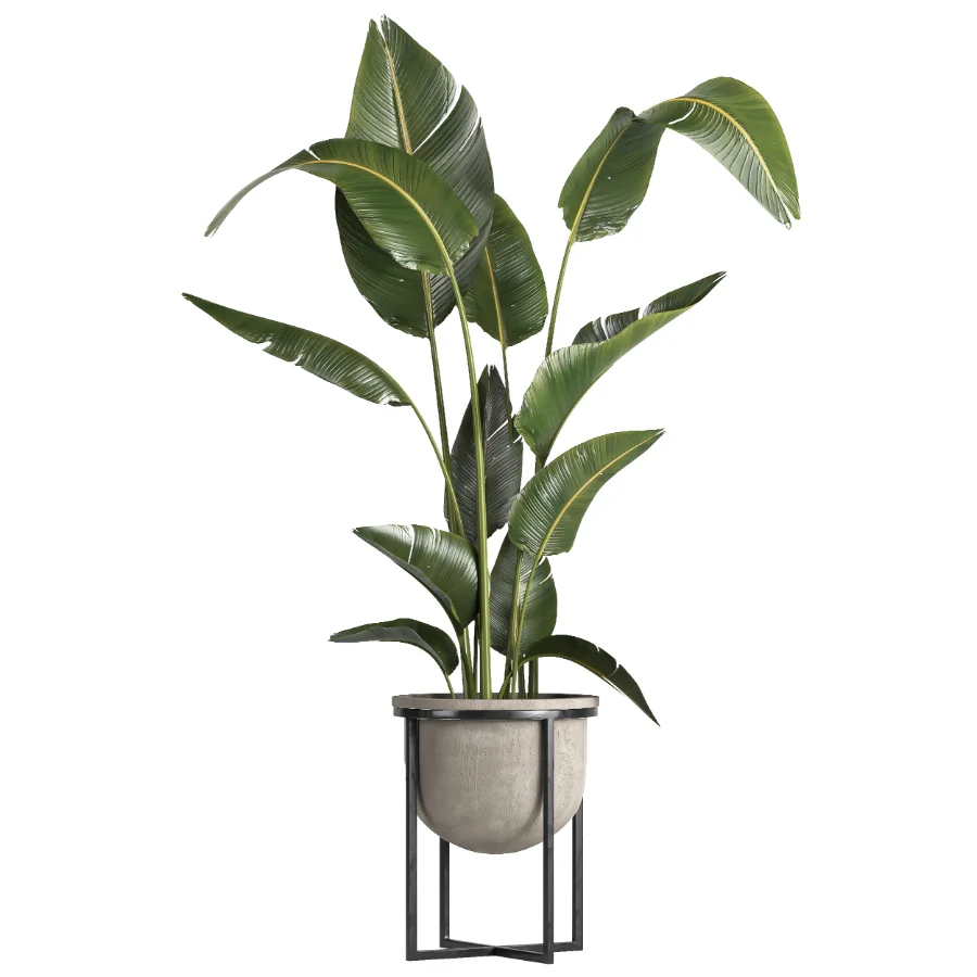 indoor plant 078 - Image 1