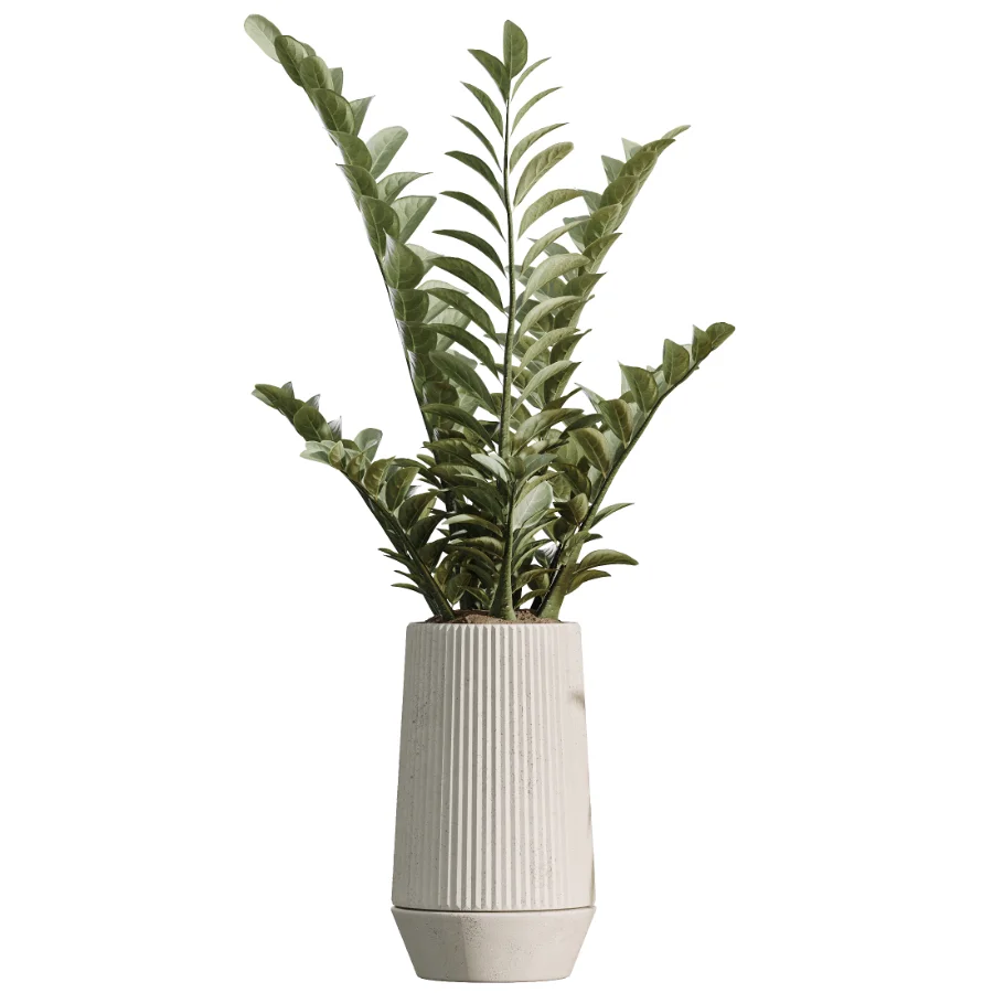 AV Indoor Plants Set 498 Cat Reed Palm Ficus Olive Zamioculcas - Image 2