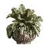 AV Indoor Plants Set 474 Areca Palm and Chemlali Olive and Ravenala Banana and Dracaena Lime Cane and Ficus Cyathistipula - Thumbnail 5