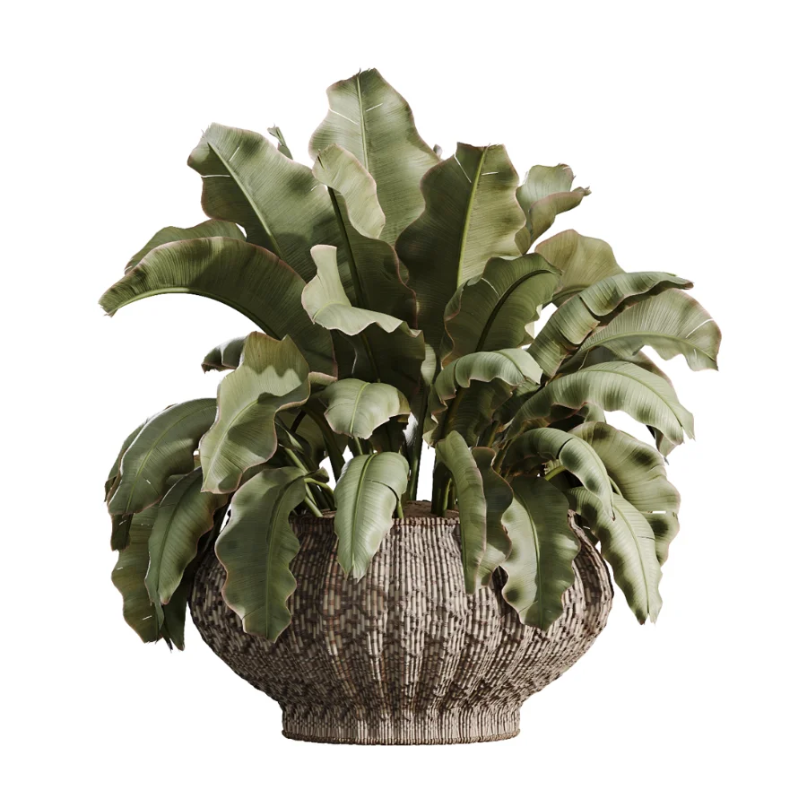 AV Indoor Plants Set 474 Areca Palm and Chemlali Olive and Ravenala Banana and Dracaena Lime Cane and Ficus Cyathistipula - Image 5