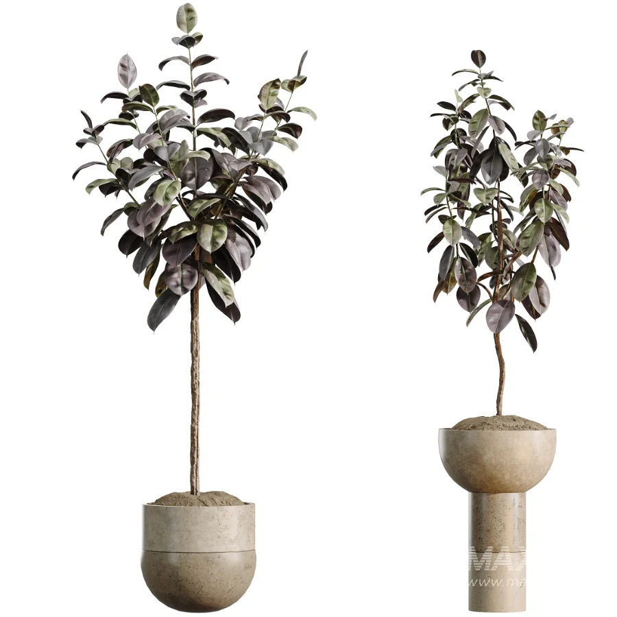 AV Indoor Plants Set 486 Rubber Ficus Elastica Abidjan Melany - Image 5