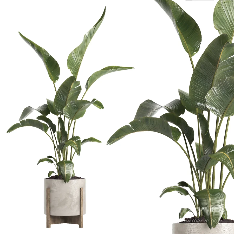 indoor plant 072 - Image 2