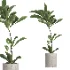 indoor plant 055 - Thumbnail 2
