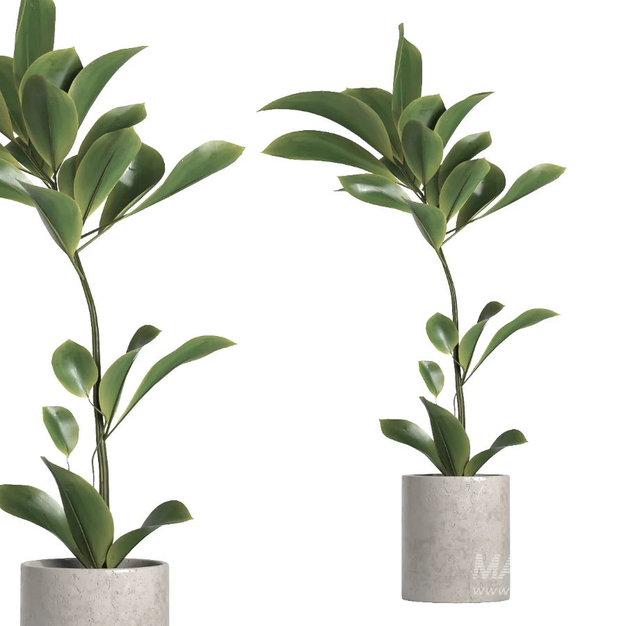 indoor plant 055 - Image 2