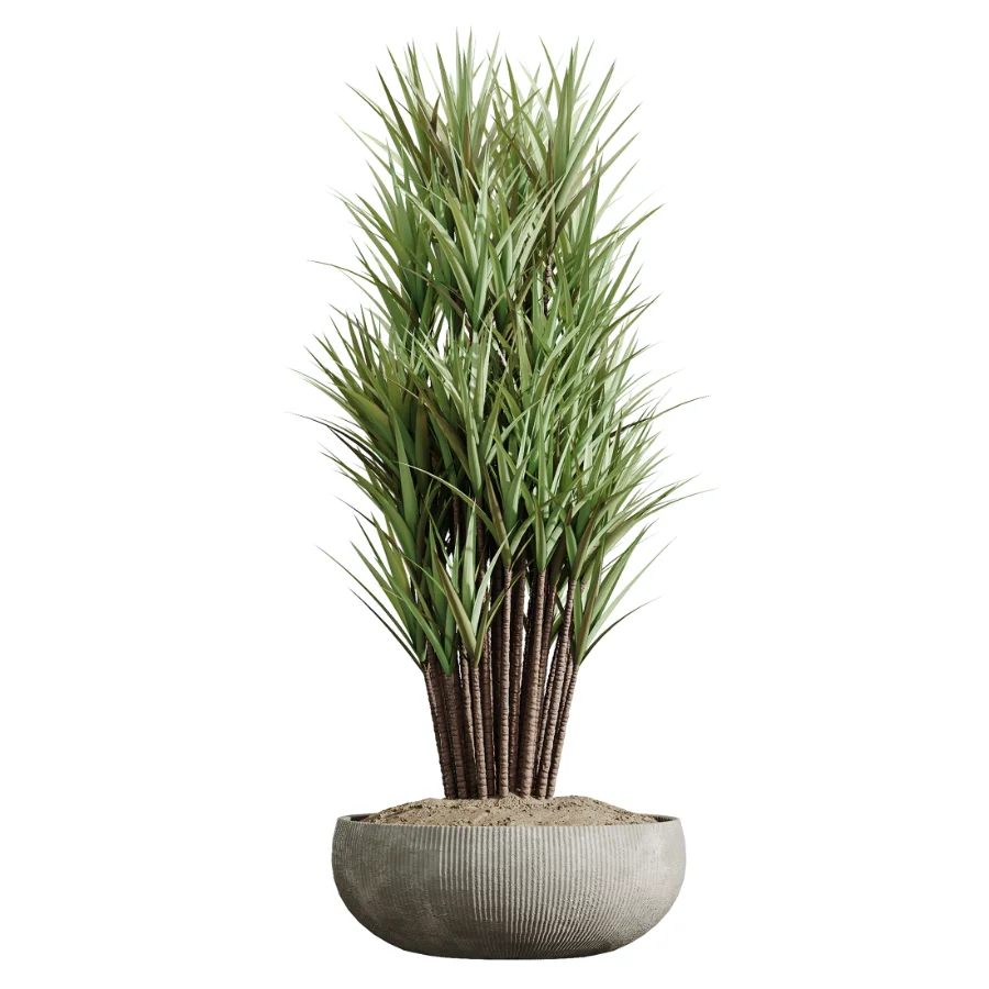 AV Indoor Plants Set 472 Yucca Elephantipes and Chemlali Olive and Cunjevoi Alocasia and Schefflera Arboricola and Ficus macrocarpa - Image 5