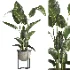 indoor plant 078 - Thumbnail 2