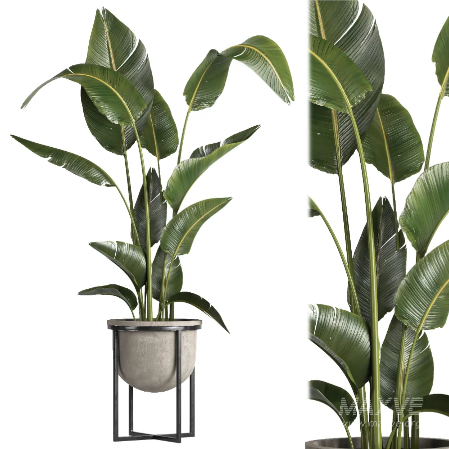 indoor plant 078 - Image 2