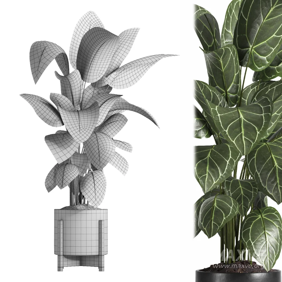 indoor plant 058 - Image 5