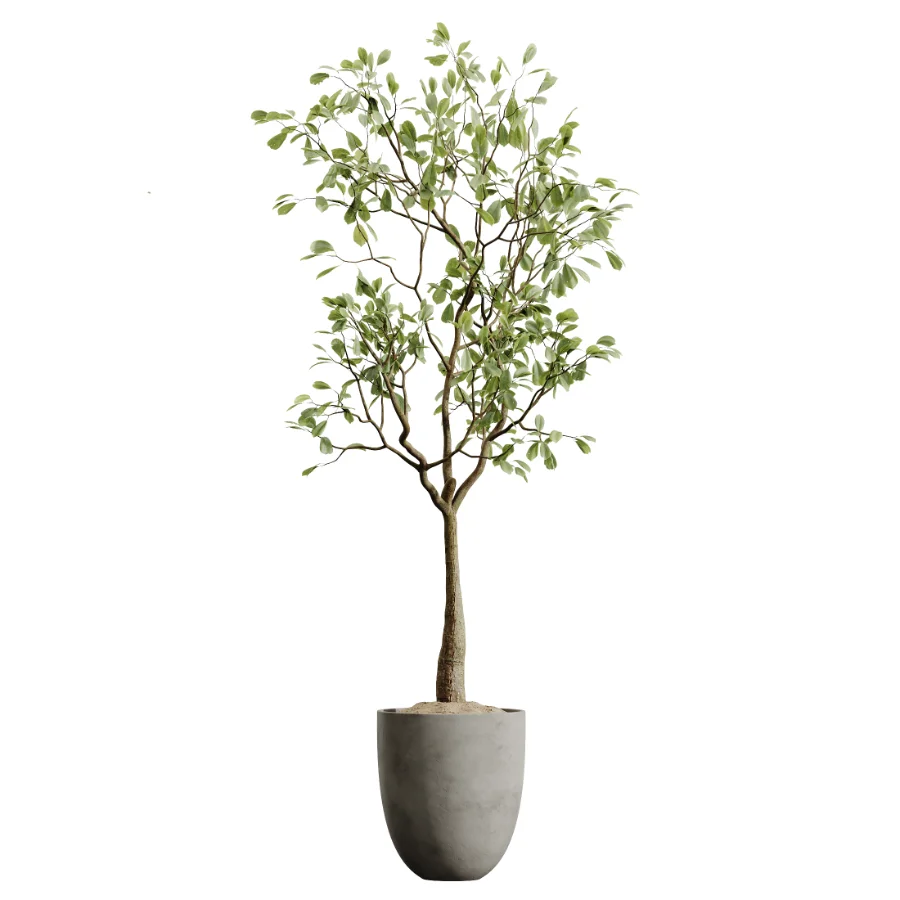 AV Indoor Plants Set 478 Ficus Cane Dragon Bonsai Coconut Palm - Image 4