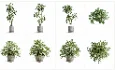 Modern Tropical Indoor Plant Collection | High Poly Decorative Plants - Thumbnail 3