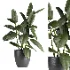indoor plant 079 - Thumbnail 2