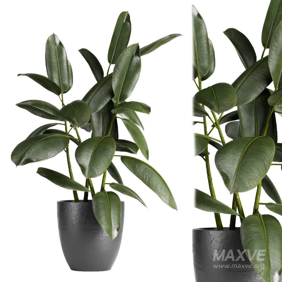 indoor plant 079 - Image 2