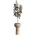 AV Indoor Plants Set 486 Rubber Ficus Elastica Abidjan Melany - Thumbnail 1