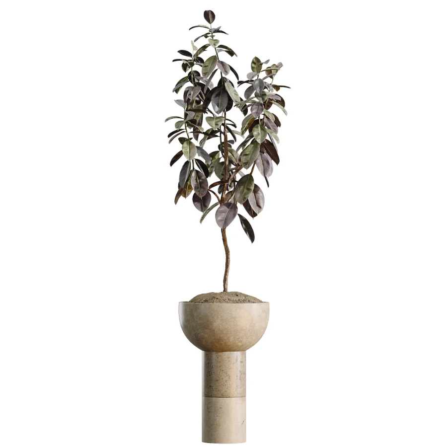 AV Indoor Plants Set 486 Rubber Ficus Elastica Abidjan Melany - Image 1