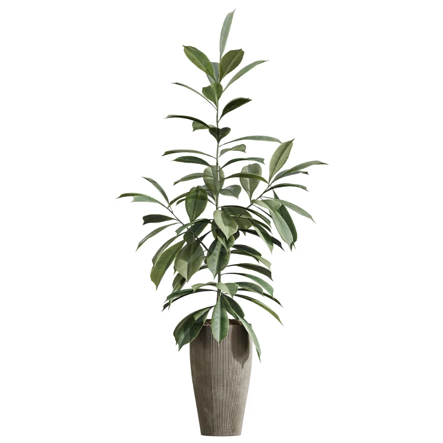 AV Indoor Plants Set 475 Spathiphyllum Wallisi and Chemlali Olive and Dracaena Cane Dragon and Ficus Cyathistipula and Areca Palm - Image 3