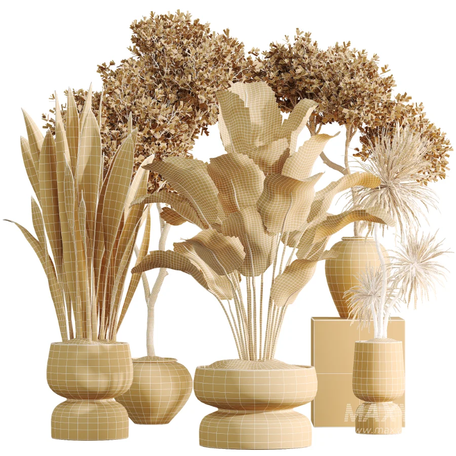AV Indoor Plants Set 473 Spineless Yucca and Calathea Lutea and Snake Sansevieria and Olive Indoor Tree - Image 9
